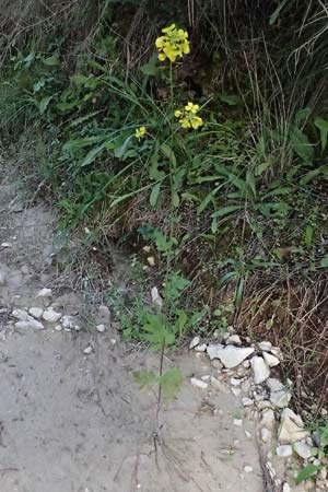 Sinapis arvensis \ Acker-Senf / Field Mustard, Charlock, Zypern/Cyprus Akamas, Neo Chorio 20.3.2025