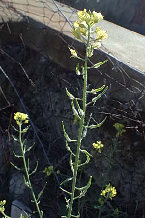 Sinapis alba \ Weier Senf / White Mustard, Zypern/Cyprus Anogyra 29.3.2025