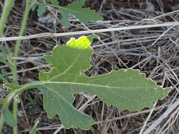 Sinapis alba \ Weier Senf / White Mustard, Zypern/Cyprus Anogyra 29.3.2025