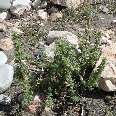 Salsola tragus \ Ukraine-Salzkraut, Ruthenisches Salzkraut / Russian Thistle, Glasswort, Zypern/Cyprus Petra tou Romiou 30.3.2025