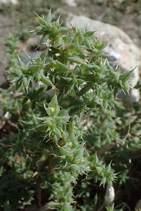 Salsola tragus \ Ukraine-Salzkraut, Ruthenisches Salzkraut / Russian Thistle, Glasswort, Zypern/Cyprus Petra tou Romiou 30.3.2025