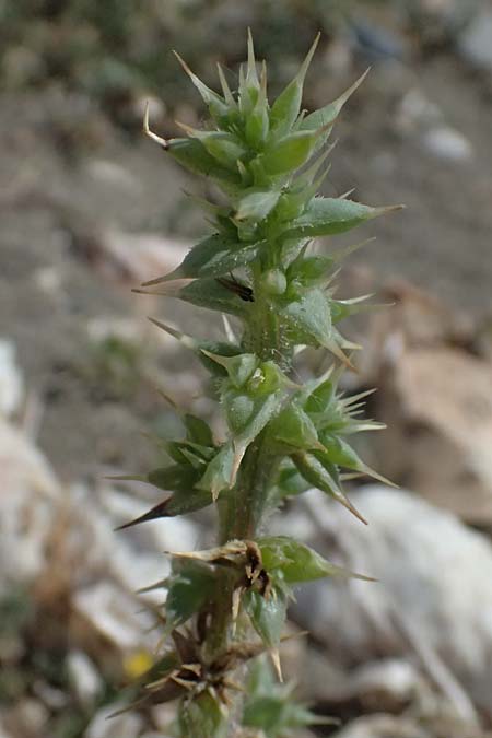 Salsola tragus \ Ukraine-Salzkraut, Ruthenisches Salzkraut / Russian Thistle, Glasswort, Zypern/Cyprus Petra tou Romiou 30.3.2025