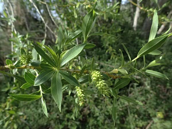 Salix alba \ Silber-Weide / White Willow, Zypern/Cyprus Prov. Paphos, Episkopi 31.3.2025