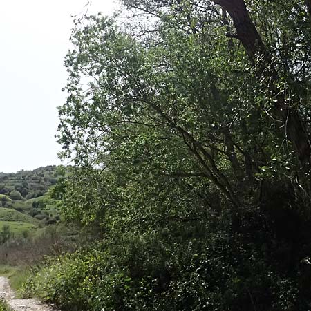 Salix alba \ Silber-Weide / White Willow, Zypern/Cyprus Prov. Paphos, Episkopi 31.3.2025