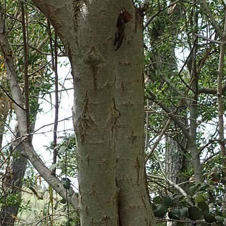 Salix alba \ Silber-Weide / White Willow, Zypern/Cyprus Prov. Paphos, Episkopi 31.3.2025