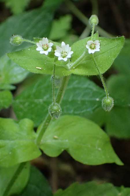 Stellaria cupaniana \ Mittelmeer-Sternmiere / Southern Chickweed, Zypern/Cyprus Avakas Gorge 22.3.2025