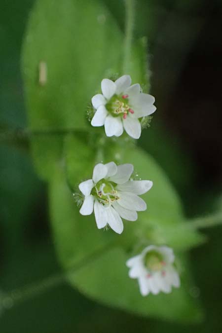Stellaria cupaniana \ Mittelmeer-Sternmiere / Southern Chickweed, Zypern/Cyprus Avakas Gorge 22.3.2025