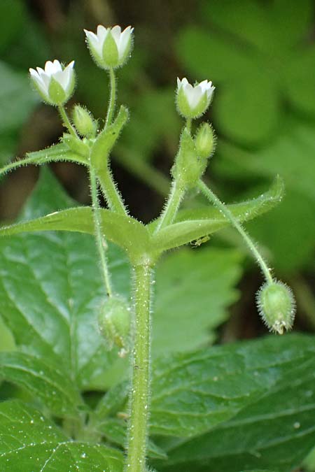 Stellaria cupaniana \ Mittelmeer-Sternmiere / Southern Chickweed, Zypern/Cyprus Avakas Gorge 22.3.2025