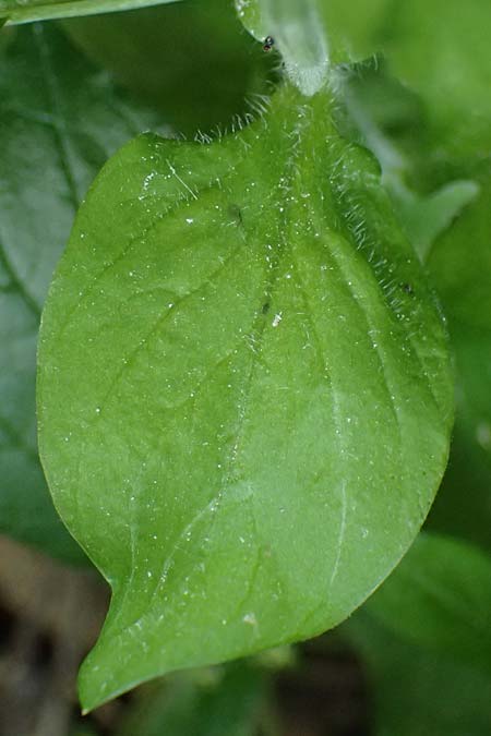Stellaria cupaniana \ Mittelmeer-Sternmiere / Southern Chickweed, Zypern/Cyprus Avakas Gorge 22.3.2025