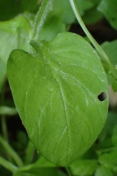 Stellaria cupaniana \ Mittelmeer-Sternmiere / Southern Chickweed, Zypern/Cyprus Avakas Gorge 22.3.2025
