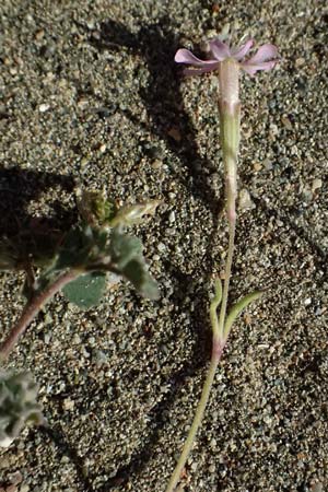 Silene colorata \ Farbiges Leimkraut / Mediterranean Catchfly, Zypern/Cyprus Akrotiri 23.3.2025