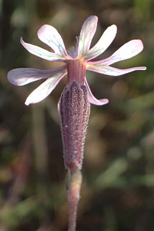 Silene colorata \ Farbiges Leimkraut / Mediterranean Catchfly, Zypern/Cyprus Akrotiri 23.3.2025