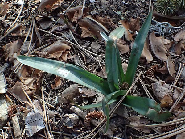 Colchicum troodi \ Troodos-Zeitlose / Troodos Autumn Crocus, Zypern/Cyprus Troodos 24.3.2025