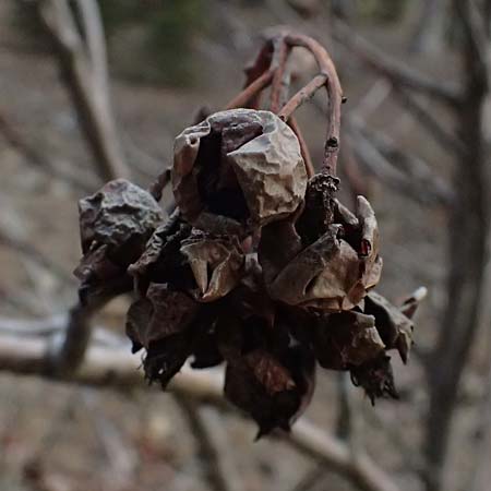 Sorbus graeca \ Griechische Mehlbeere / Balkan Whitebeam, Zypern/Cyprus Troodos 24.3.2025