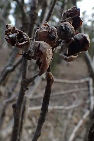Sorbus graeca \ Griechische Mehlbeere / Balkan Whitebeam, Zypern/Cyprus Troodos 24.3.2025