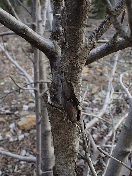 Sorbus graeca \ Griechische Mehlbeere / Balkan Whitebeam, Zypern/Cyprus Troodos 24.3.2025