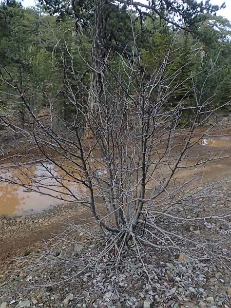 Sorbus graeca \ Griechische Mehlbeere / Balkan Whitebeam, Zypern/Cyprus Troodos 24.3.2025