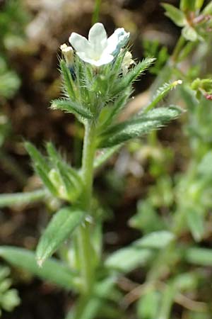 Stellaria cupaniana \ Mittelmeer-Sternmiere / Southern Chickweed, Zypern/Cyprus Xyliatos 26.3.2025