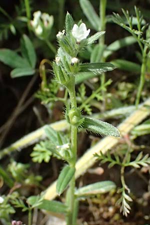 Stellaria cupaniana \ Mittelmeer-Sternmiere / Southern Chickweed, Zypern/Cyprus Xyliatos 26.3.2025