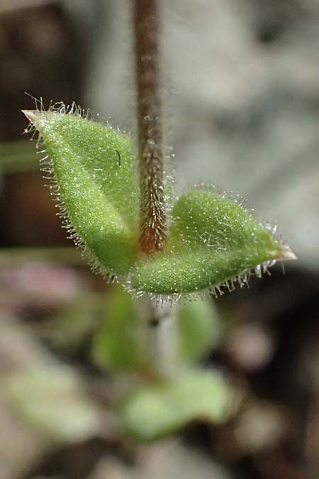 Stellaria cupaniana \ Mittelmeer-Sternmiere / Southern Chickweed, Zypern/Cyprus Xyliatos 26.3.2025