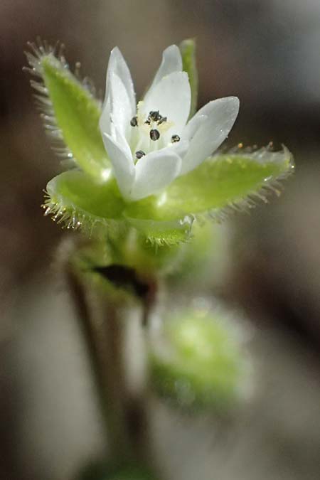 Stellaria cupaniana \ Mittelmeer-Sternmiere / Southern Chickweed, Zypern/Cyprus Xyliatos 26.3.2025