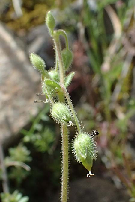 Stellaria cupaniana \ Mittelmeer-Sternmiere / Southern Chickweed, Zypern/Cyprus Xyliatos 26.3.2025