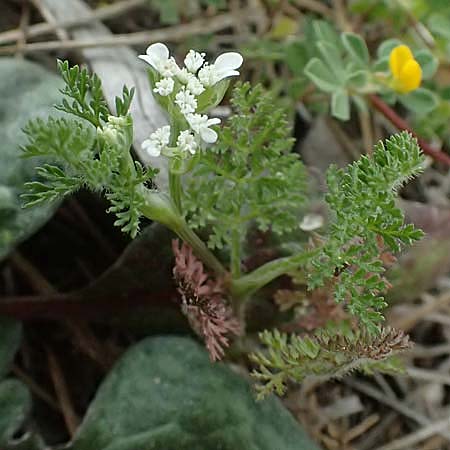 Orlaya daucoides \ M&ouml;hren-Breitsame / Flat-Fruited Orlaya, Small Bur Parsley, Zypern/Cyprus Kato Archimandrita 1.4.2025