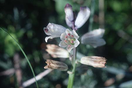 Hyacinthella millingenii \ Millingen-Hyazinthe / Millingen Hyacinth, Zypern/Cyprus Paphos 2.1.1997