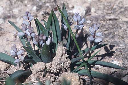 Hyacinthella millingenii \ Millingen-Hyazinthe / Millingen Hyacinth, Zypern/Cyprus Paphos 4.1.1997