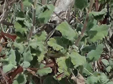 Salvia dominica \ Dominica-Salbei / Hebrew Fragrant Sage, Zypern/Cyprus Bot. Garden Baths of Aphrodite 27.3.2025