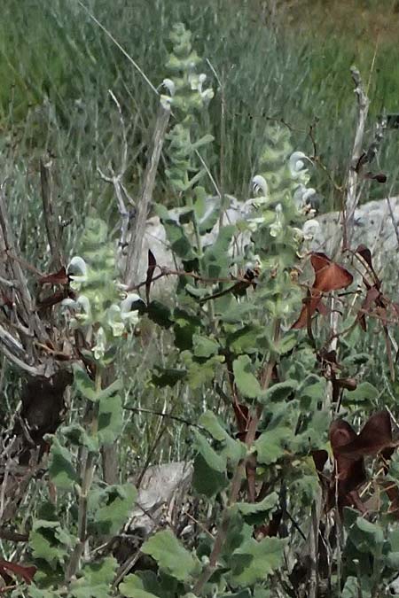 Salvia dominica \ Dominica-Salbei / Hebrew Fragrant Sage, Zypern/Cyprus Bot. Garden Baths of Aphrodite 27.3.2025