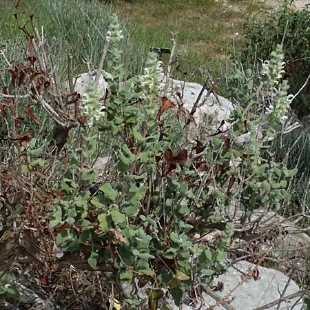 Salvia dominica \ Dominica-Salbei / Hebrew Fragrant Sage, Zypern/Cyprus Bot. Garden Baths of Aphrodite 27.3.2025