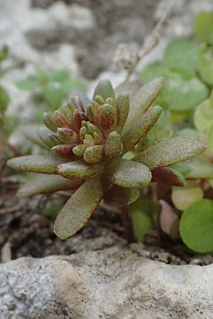 Sedum eriocarpum subsp. porphyreum \ Porphyr-Fetthenne / Porphyry Stonecrop, Zypern/Cyprus Choirokoitia 21.3.2025