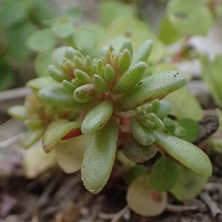 Sedum eriocarpum subsp. porphyreum \ Porphyr-Fetthenne / Porphyry Stonecrop, Zypern/Cyprus Choirokoitia 21.3.2025
