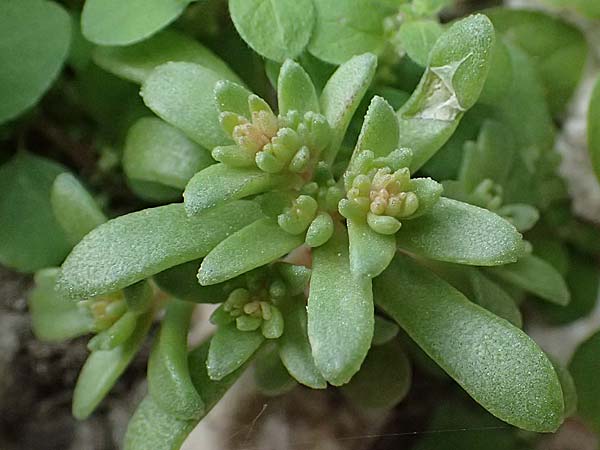 Sedum eriocarpum subsp. porphyreum \ Porphyr-Fetthenne / Porphyry Stonecrop, Zypern/Cyprus Choirokoitia 21.3.2025