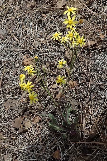 Senecio vernalis \ Frhlings-Greiskraut / Eastern Groundsel, Zypern/Cyprus Xyliatos 26.3.2025
