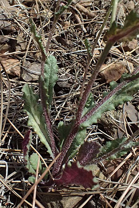 Senecio vernalis \ Frhlings-Greiskraut / Eastern Groundsel, Zypern/Cyprus Xyliatos 26.3.2025