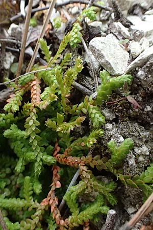 Selaginella denticulata \ Gez&auml;hnter Moosfarn / Tooth-Leaved Clubmoss, Zypern/Cyprus Kato Archimandrita 1.4.2025