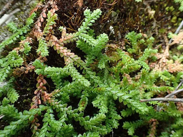 Selaginella denticulata \ Gez&auml;hnter Moosfarn / Tooth-Leaved Clubmoss, Zypern/Cyprus Kato Archimandrita 1.4.2025
