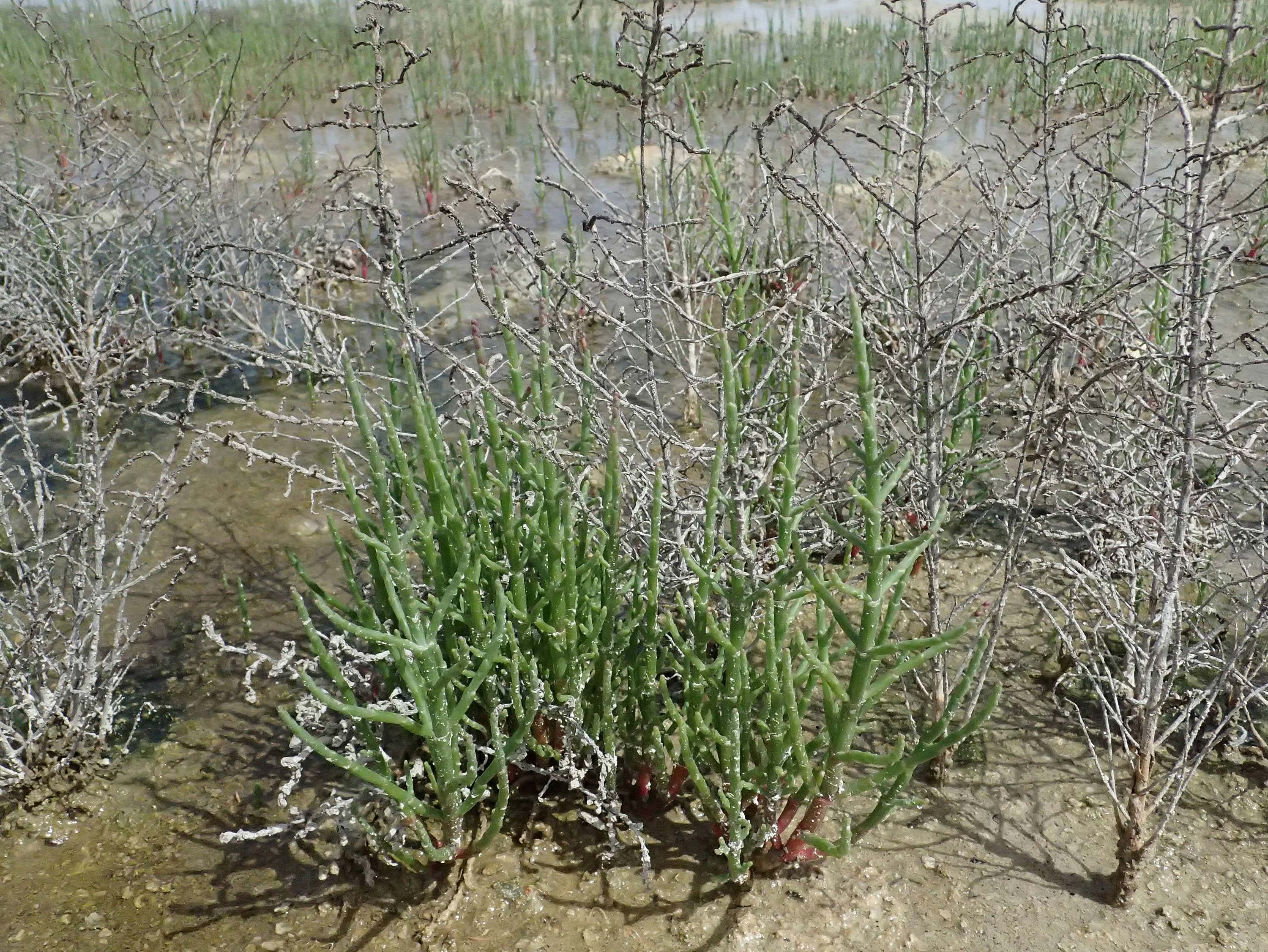 Salicornia europaea \ Europischer Queller / Common Glasswort, Zypern/Cyprus Larnaka 2.4.2025