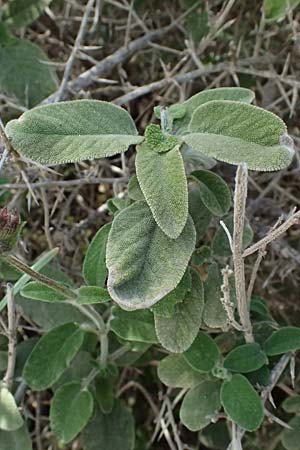 Salvia fruticosa \ Griechischer Salbei / Greek Sage, Zypern/Cyprus Baths of Aphrodite 27.3.2025