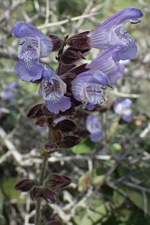 Salvia fruticosa \ Griechischer Salbei / Greek Sage, Zypern/Cyprus Baths of Aphrodite 27.3.2025