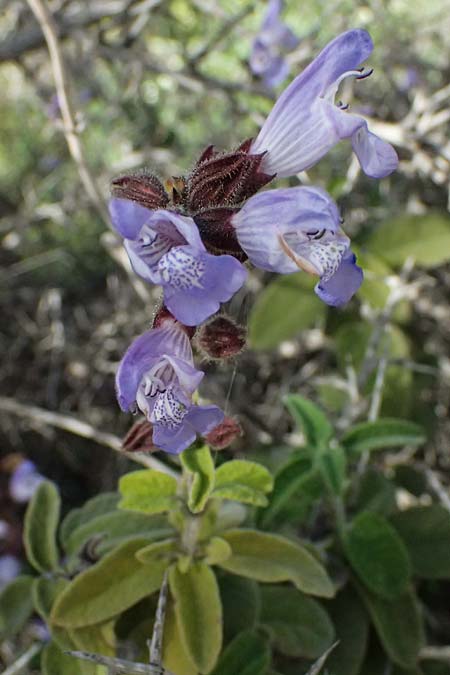 Salvia fruticosa \ Griechischer Salbei / Greek Sage, Zypern/Cyprus Baths of Aphrodite 27.3.2025