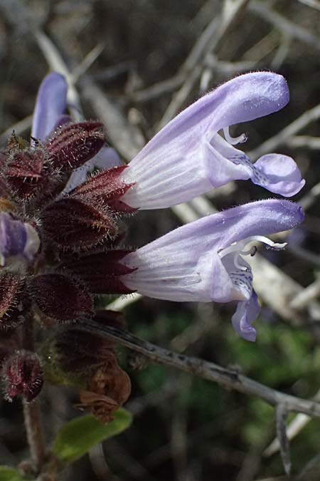 Salvia fruticosa \ Griechischer Salbei / Greek Sage, Zypern/Cyprus Baths of Aphrodite 27.3.2025