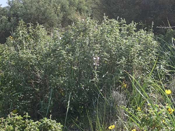 Salvia fruticosa \ Griechischer Salbei / Greek Sage, Zypern/Cyprus Baths of Aphrodite 27.3.2025