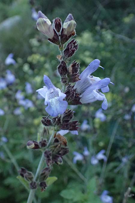 Salvia fruticosa \ Griechischer Salbei / Greek Sage, Zypern/Cyprus Baths of Aphrodite 27.3.2025