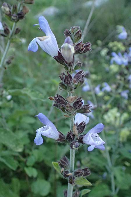 Salvia fruticosa \ Griechischer Salbei / Greek Sage, Zypern/Cyprus Baths of Aphrodite 27.3.2025