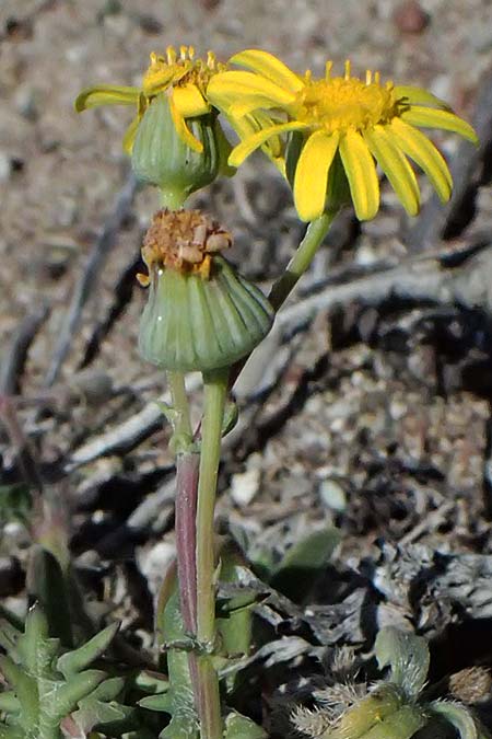 Senecio glaucus subsp. cyprius \  Greiskraut /  Ragwort, Zypern/Cyprus Kato Paphos 22.3.2025