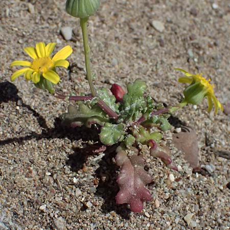 Senecio glaucus subsp. cyprius \  Greiskraut /  Ragwort, Zypern/Cyprus Kato Paphos 22.3.2025