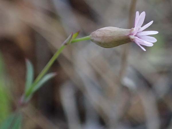 Silene laevigata \ Troodos-Leimkraut / Troodos Catchfly, Zypern/Cyprus Xyliatos 26.3.2025